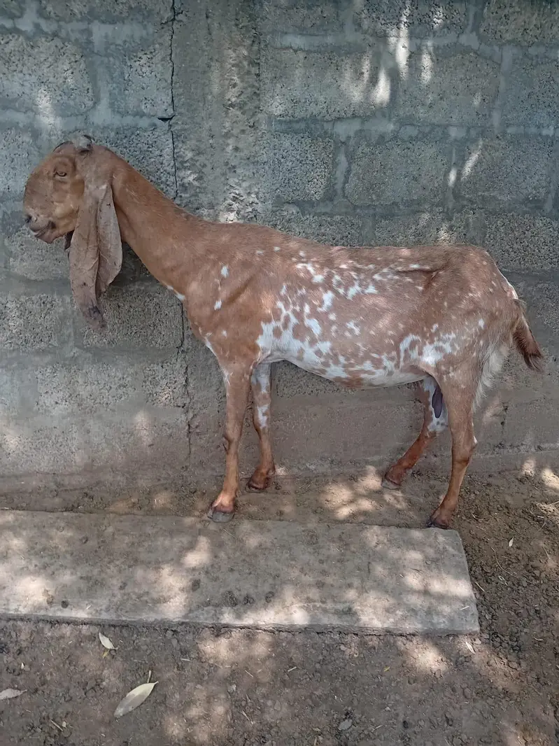 makhi cheeni sale For qurbani not for breeding — photo 6