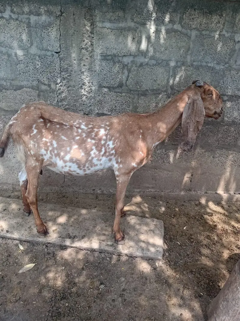 makhi cheeni sale For qurbani not for breeding — photo 7