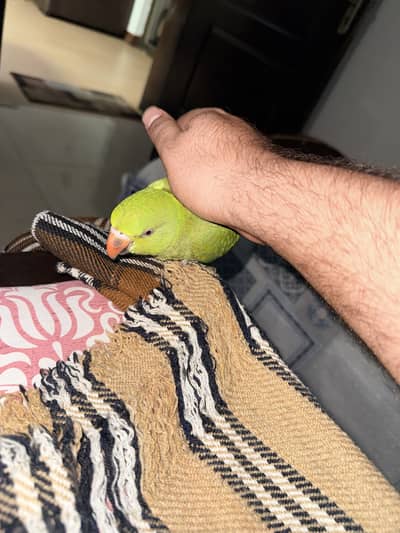 Tamed bird for sale