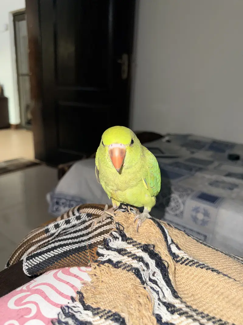 Tamed bird for sale — photo 2