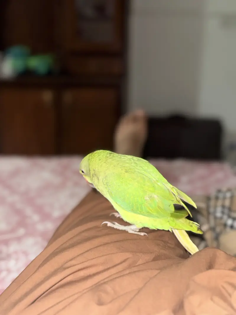 Tamed bird for sale — photo 3