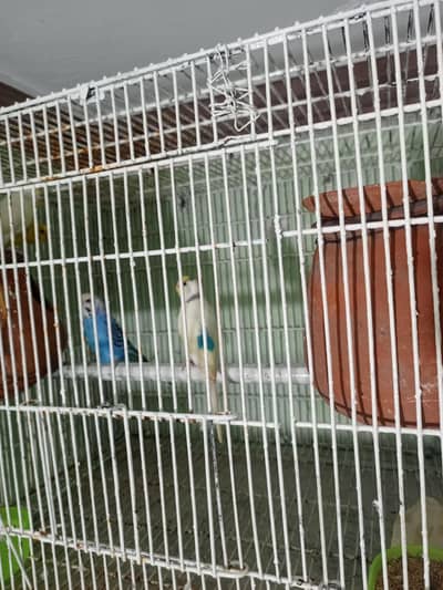 3 pair bajri toty 3 matkiyan with cage
