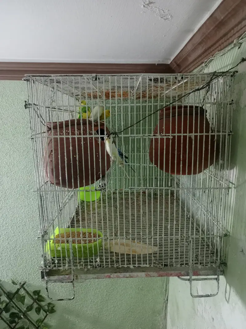 3 pair bajri toty 3 matkiyan with cage — photo 2