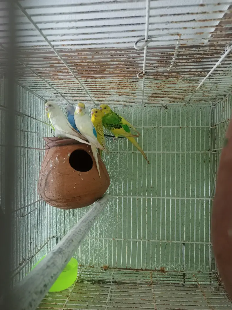 3 pair bajri toty 3 matkiyan with cage — photo 3