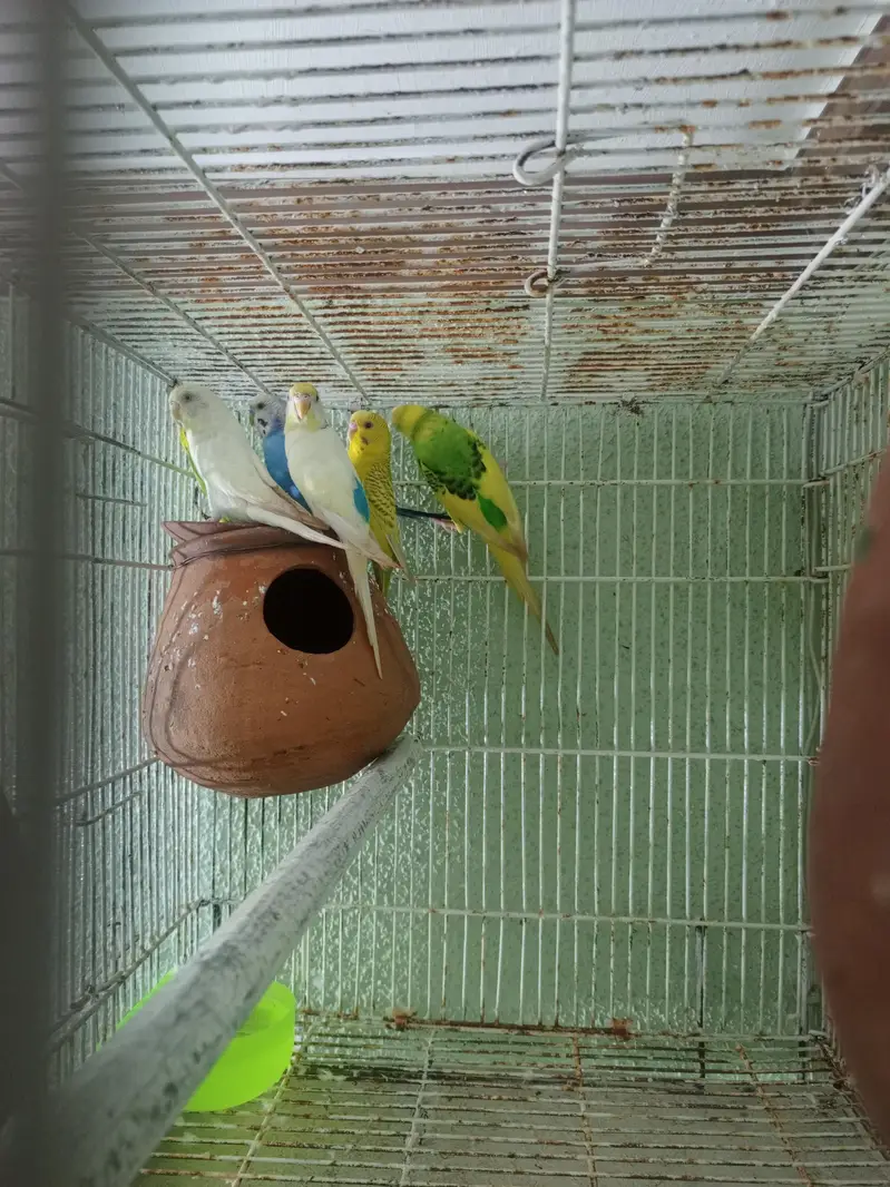 3 pair bajri toty 3 matkiyan with cage — photo 4
