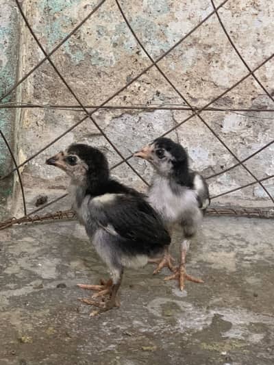 Pure aseel chicks ,female ,3months + chicks available