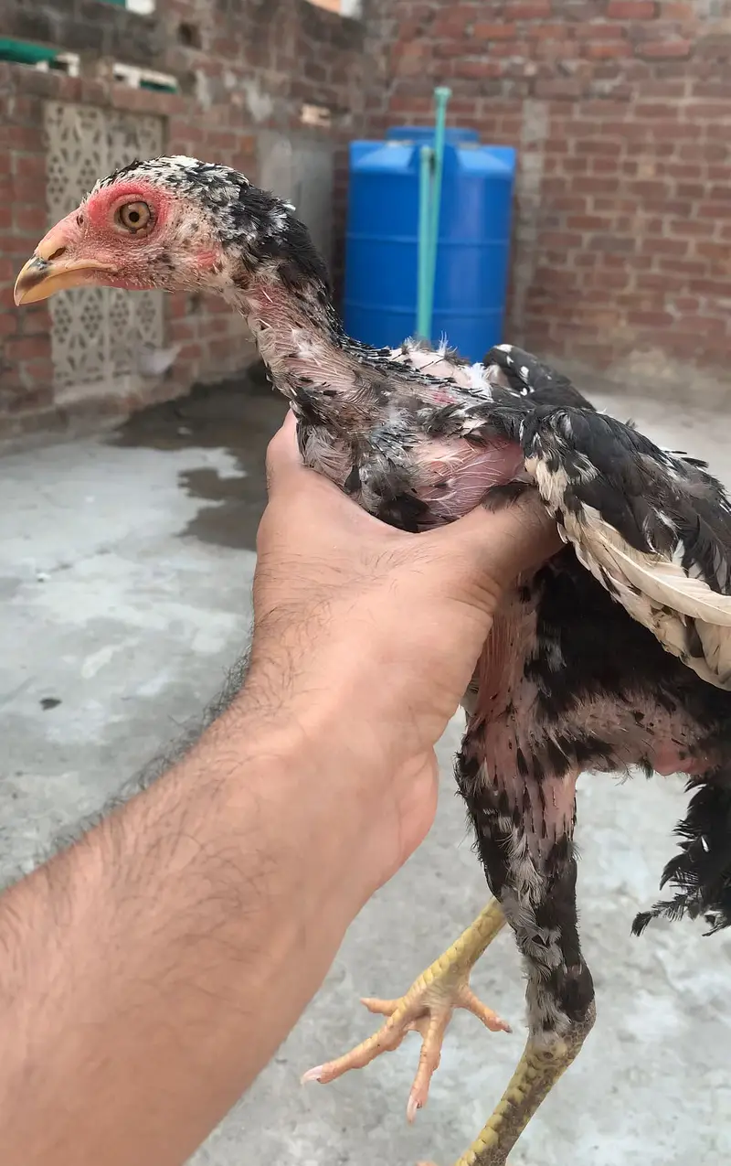 Pure aseel chicks ,female ,3months + chicks available — photo 2