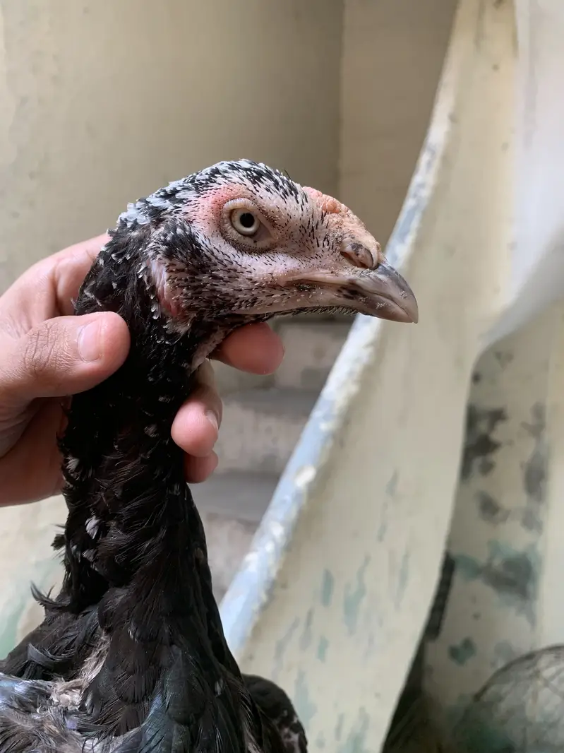 Pure aseel chicks ,female ,3months + chicks available — photo 4