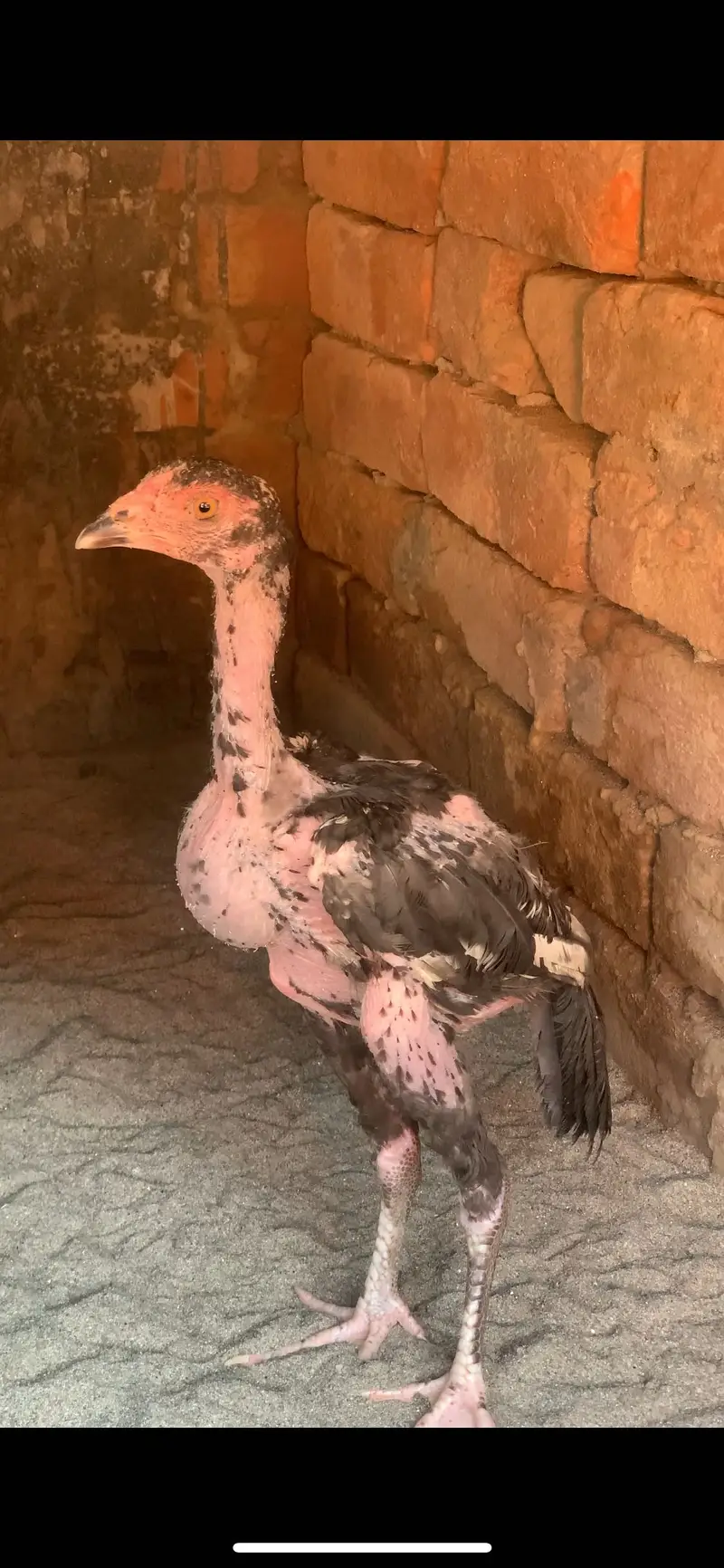 Pure aseel chicks ,female ,3months + chicks available — photo 6