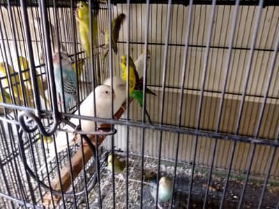 healthy active breeder pairs of budgies