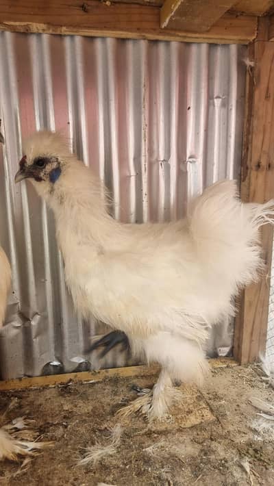 silkie male available