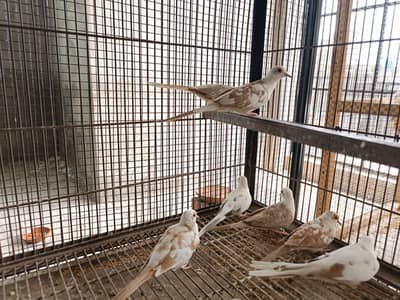 Red Pied , Cinnamon pied Dove Available