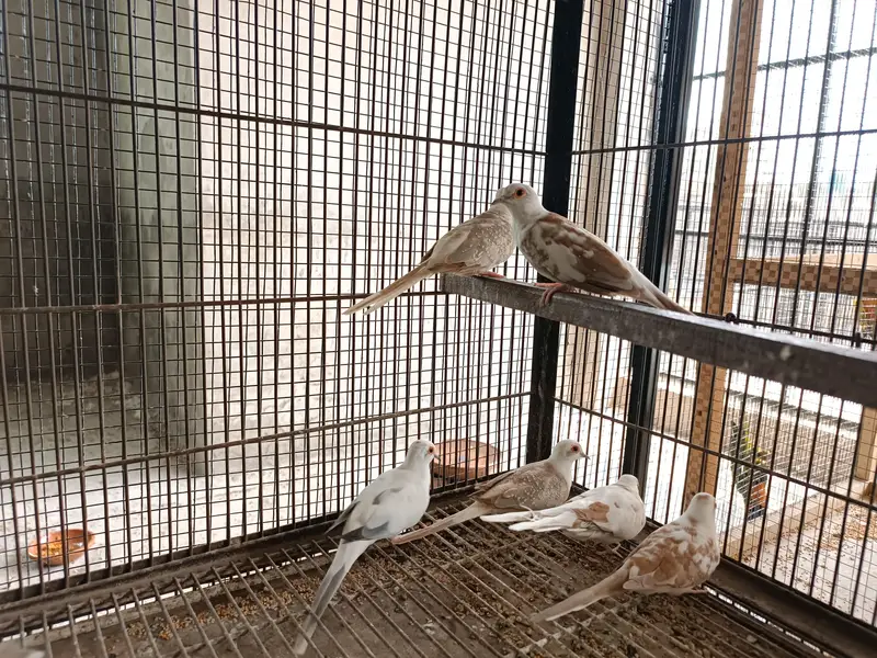 Red Pied , Cinnamon pied Dove Available — photo 2