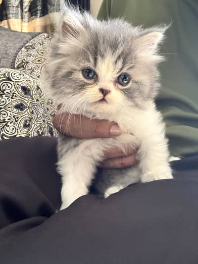 Cute Healthy & Playful Persian Kittens females semi punch face