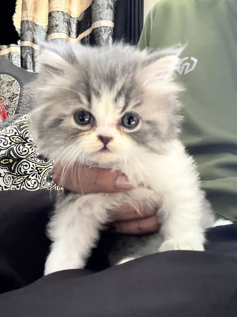 Cute Healthy & Playful Persian Kittens females semi punch face — photo 2