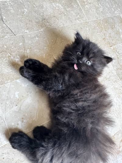 Cute Healthy & Playful Persian Kittens females semi punch face