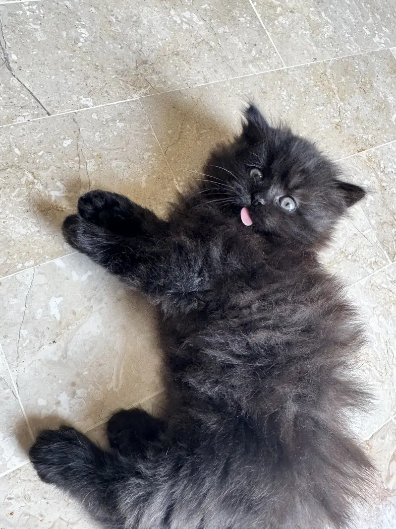 Cute Healthy & Playful Persian Kittens females semi punch face — photo 3