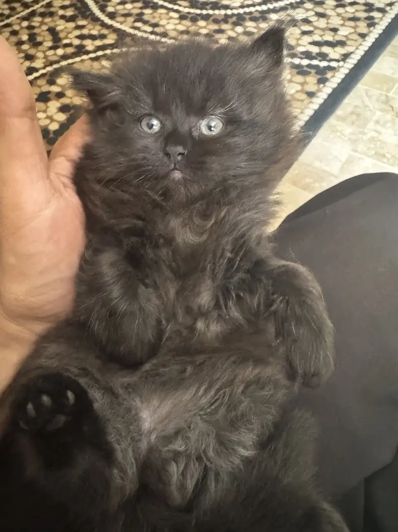 Cute Healthy & Playful Persian Kittens females semi punch face — photo 4