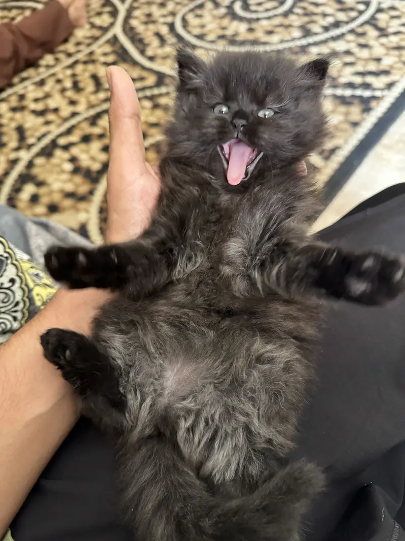 Cute Healthy & Playful Persian Kittens females semi punch face — photo 5