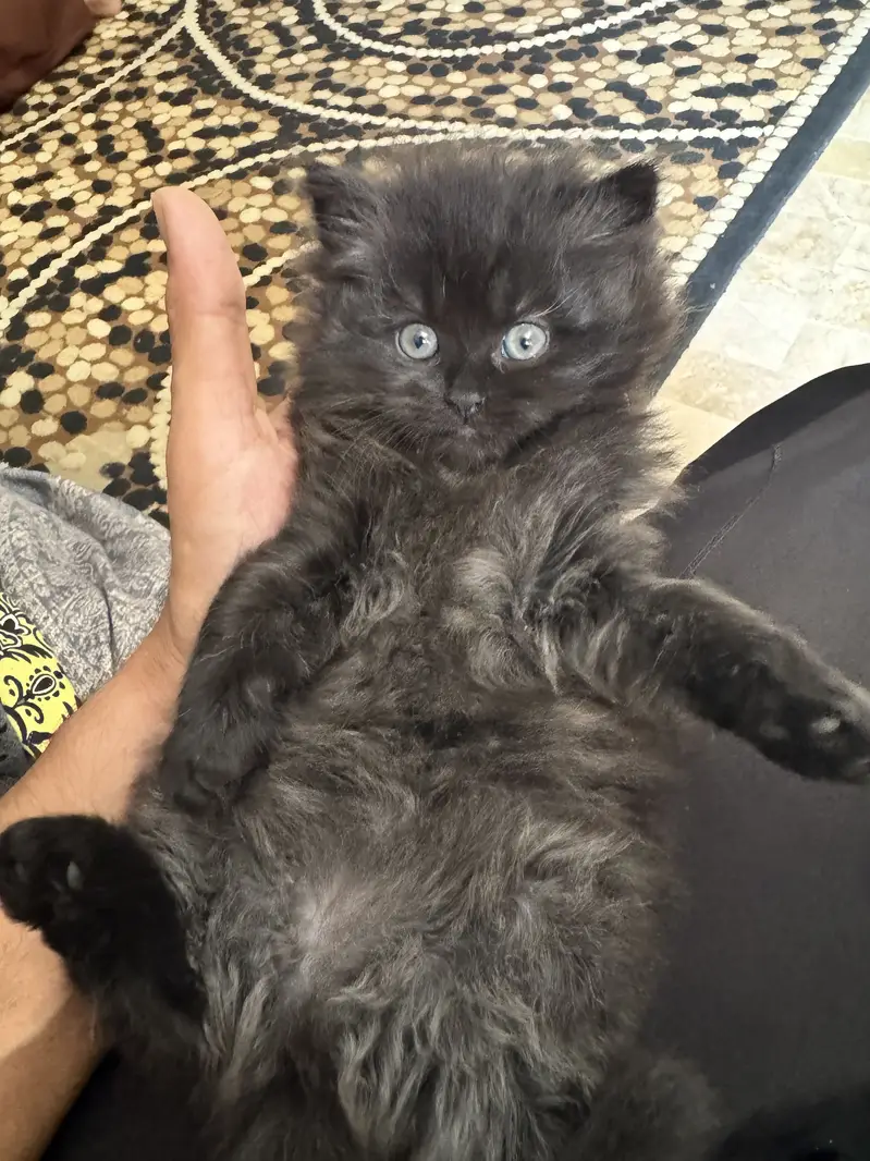 Cute Healthy & Playful Persian Kittens females semi punch face — photo 6