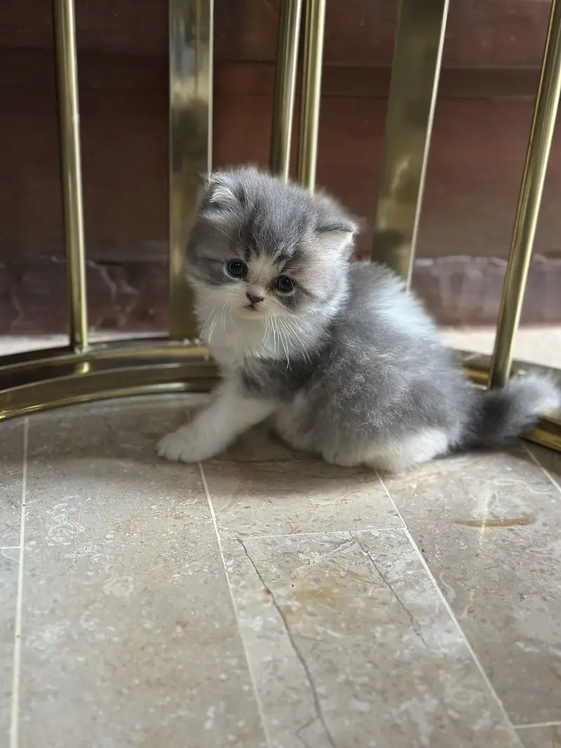 Cute Healthy & Playful Persian Kittens females semi punch face — photo 7