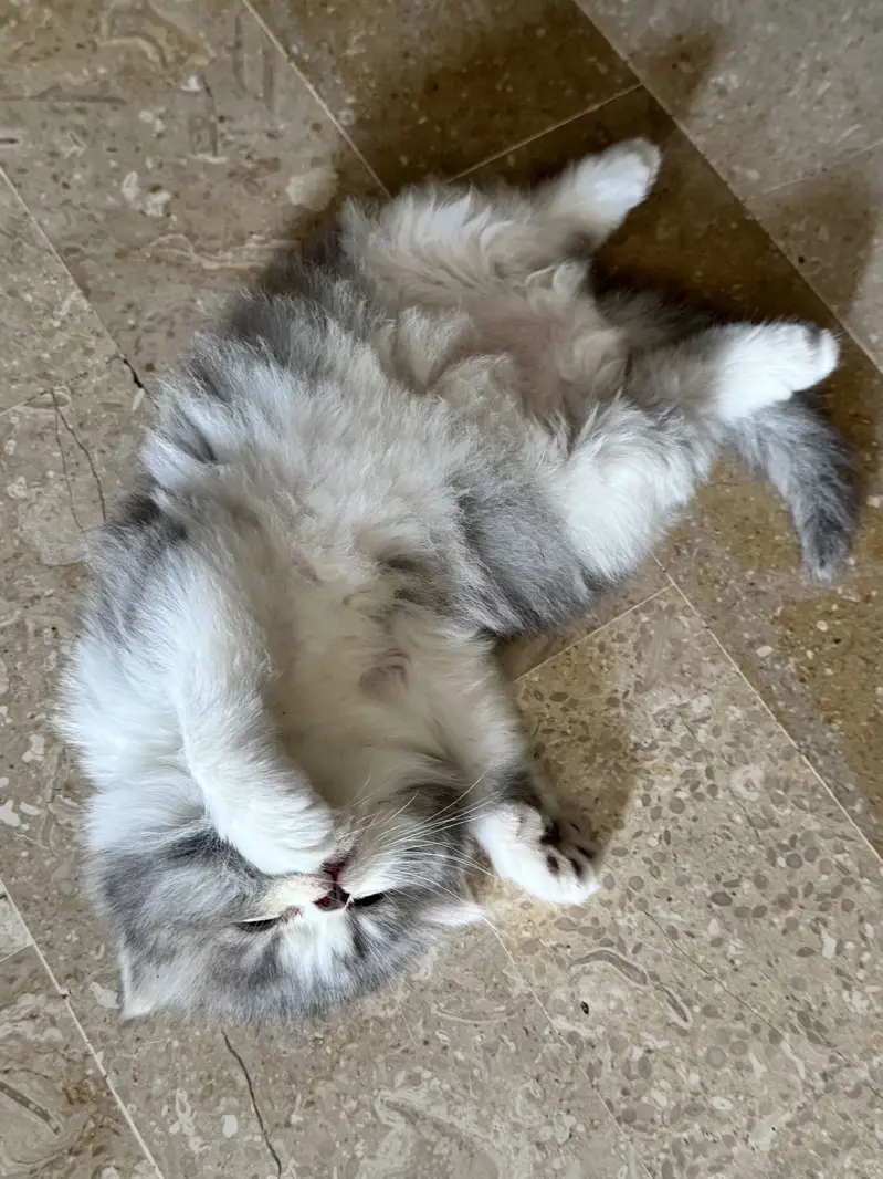 Cute Healthy & Playful Persian Kittens females semi punch face — photo 8