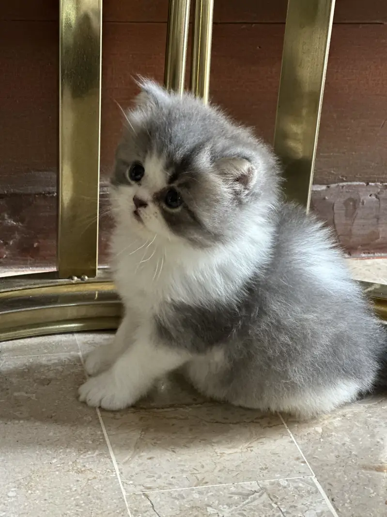 Cute Healthy & Playful Persian Kittens females semi punch face — photo 9