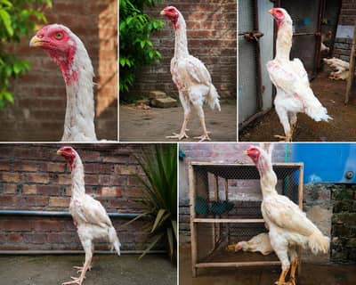 Pure White Shamo Breeder Pair | Premium Quality