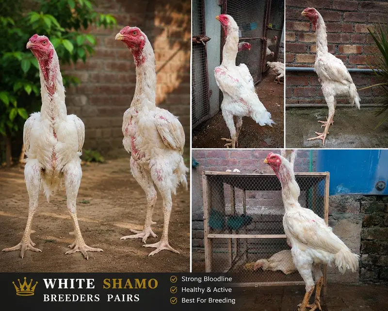 Pure White Shamo Breeder Pair | Premium Quality — photo 2