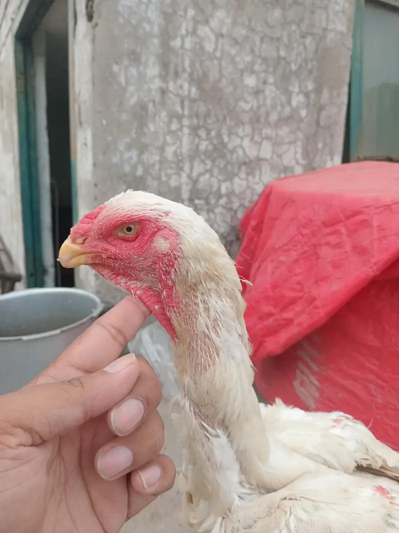 Pure White Shamo Breeder Pair | Premium Quality — photo 3
