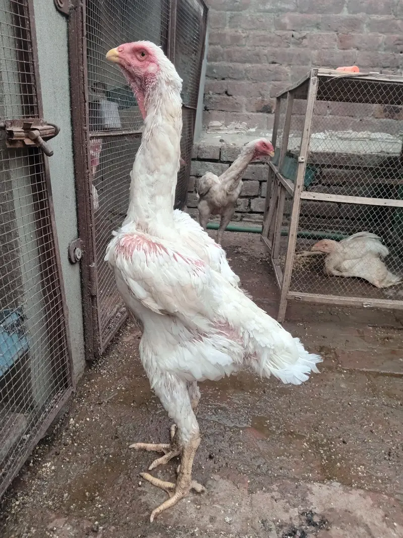 Pure White Shamo Breeder Pair | Premium Quality — photo 4