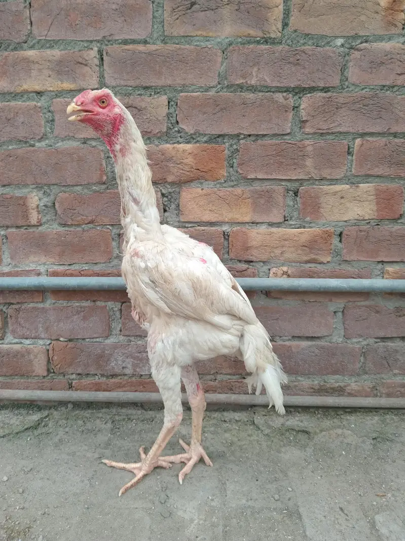 Pure White Shamo Breeder Pair | Premium Quality — photo 5