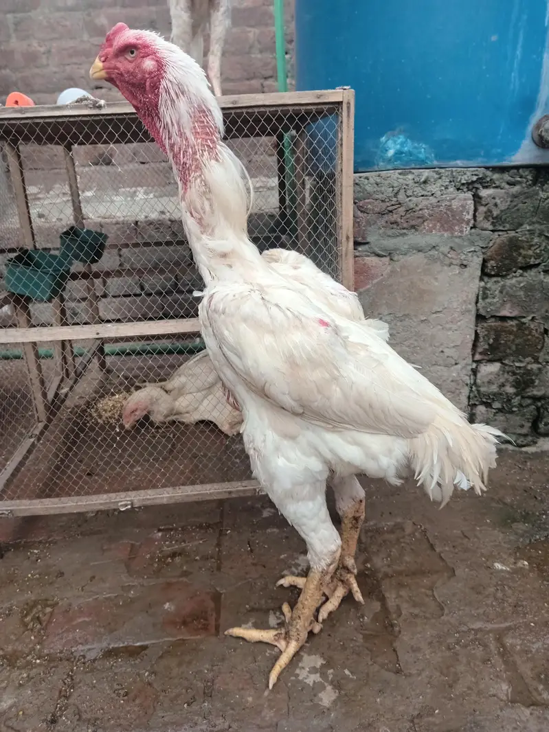 Pure White Shamo Breeder Pair | Premium Quality — photo 6