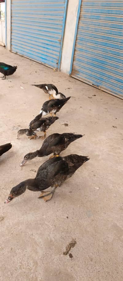 Mascave Ducks cheeks