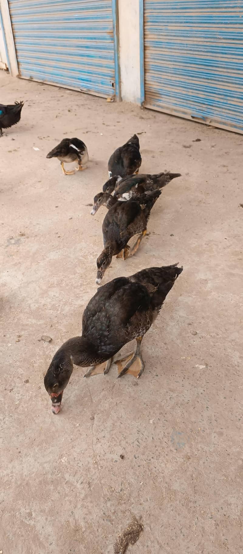 Mascave Ducks cheeks 1