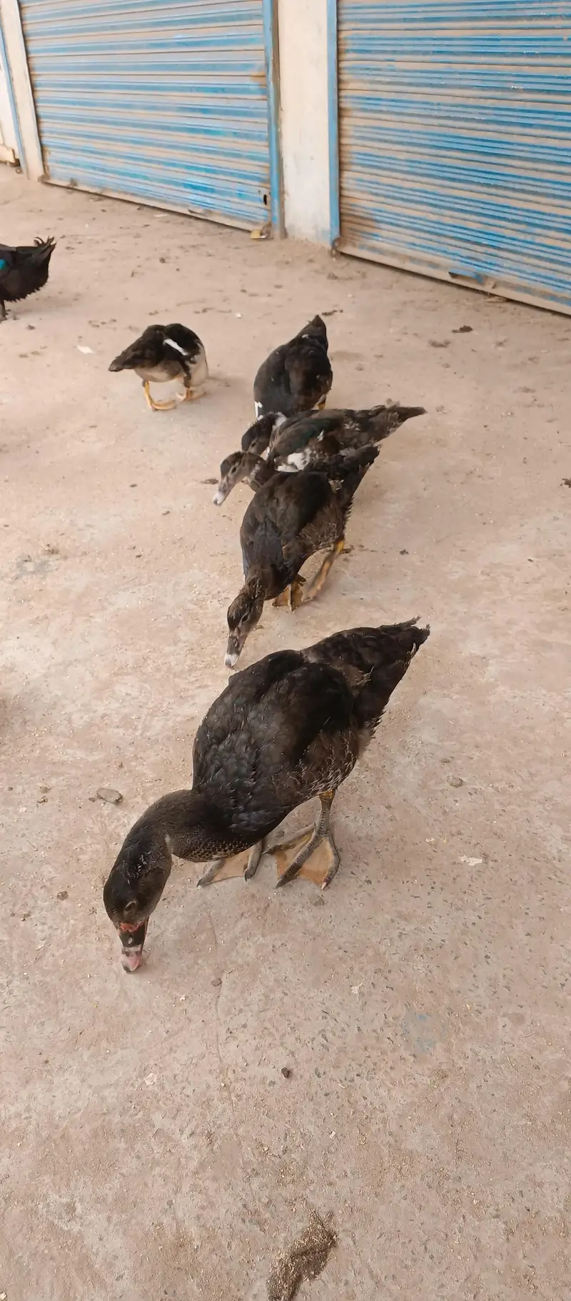 Mascave Ducks cheeks — photo 2