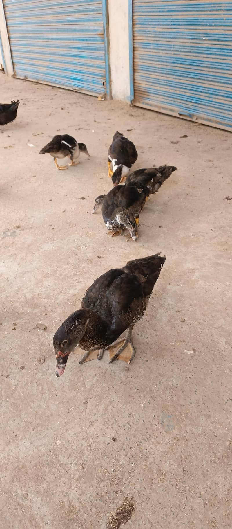 Mascave Ducks cheeks 2