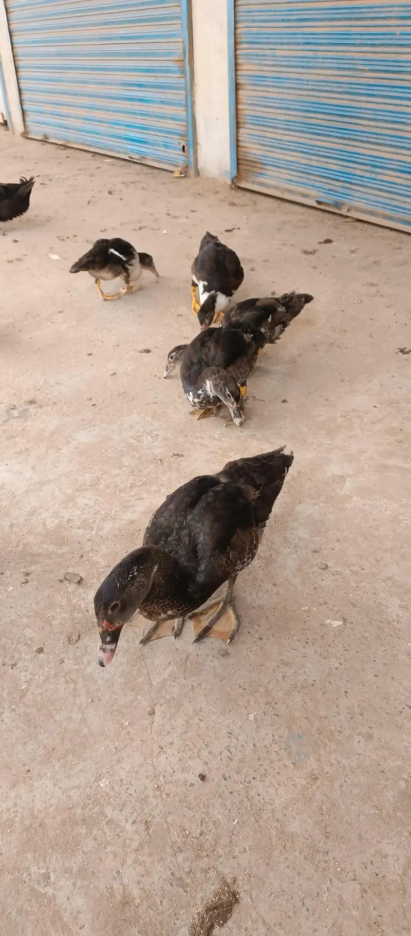 Mascave Ducks cheeks — photo 3