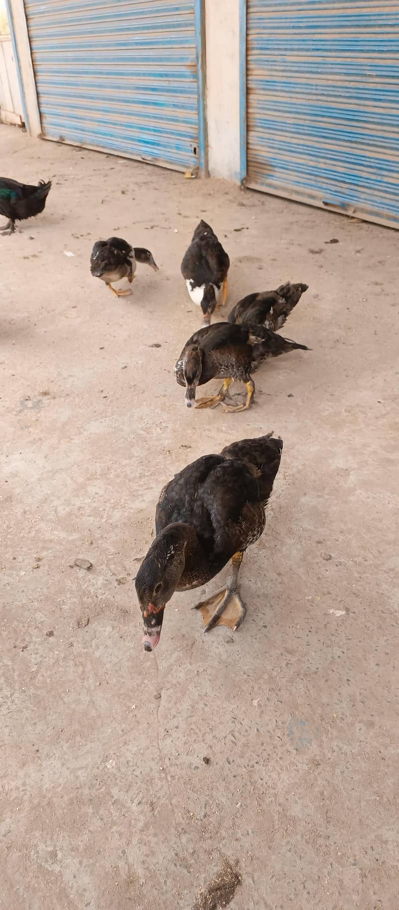 Mascave Ducks cheeks 3