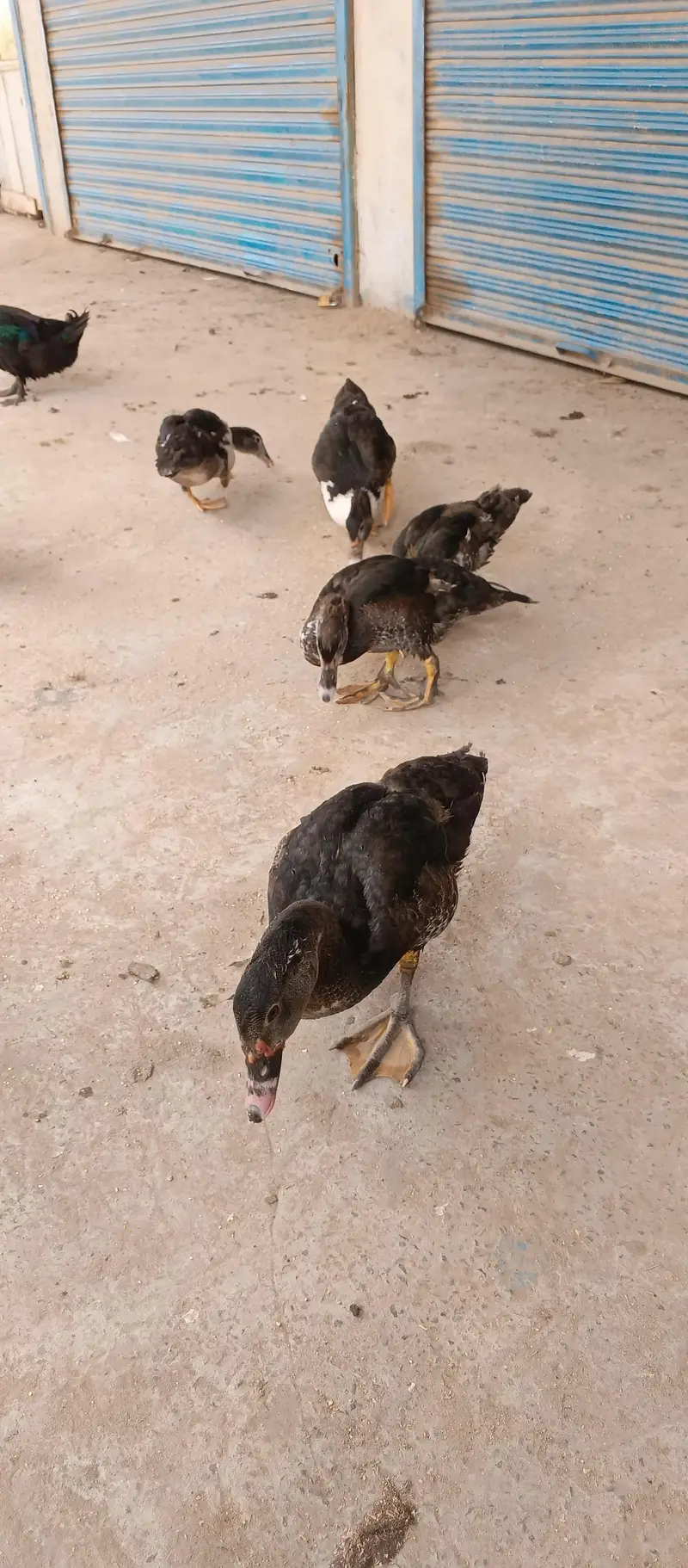 Mascave Ducks cheeks — photo 4