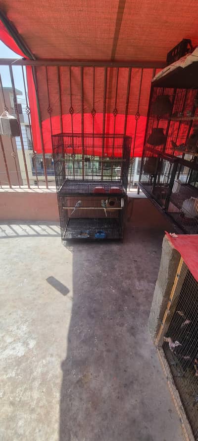 cage 10 by 10 for sale