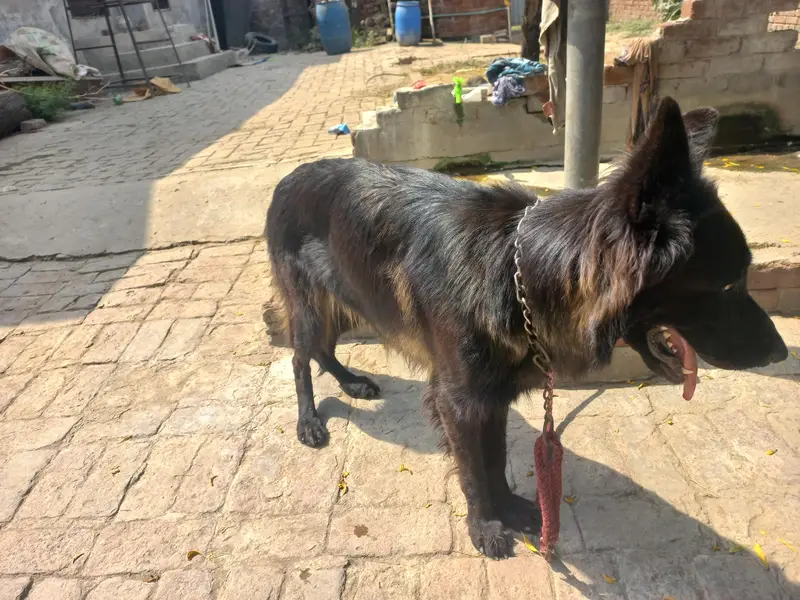 black jerman phepherd female pink pedgree — photo 2