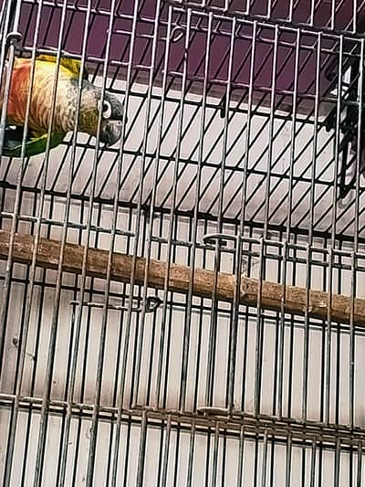 Green chick canoure  red facter yellow shaded DNA pair