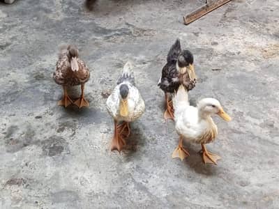 Beautiful Ducks