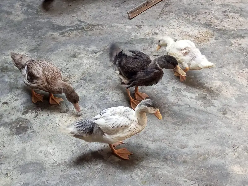Beautiful Ducks — photo 2