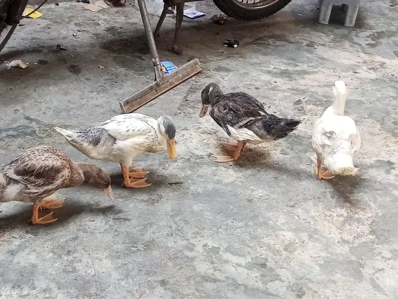 Beautiful Ducks — photo 4