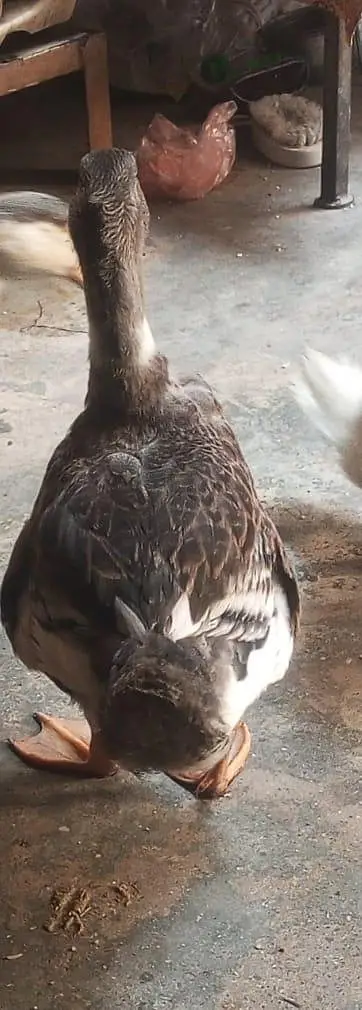 Beautiful Ducks — photo 5