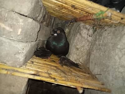 Black Uzbek Male 2 Pairs Black Indian Fantail