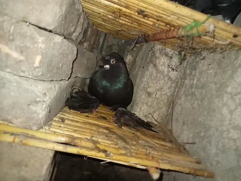 Black Uzbek Male 2 Pairs Black Indian Fantail