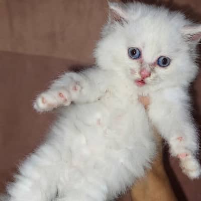 Persian kitten for sale/Persian triple coat kitten/Persian cat